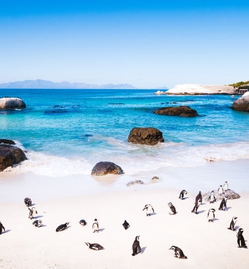 Penguins on a beach in Cape Town