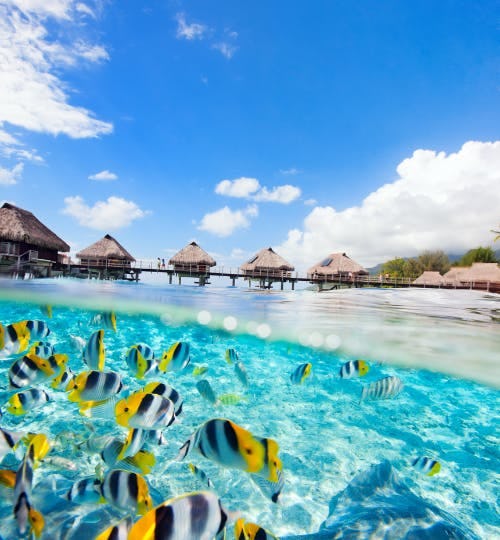 Tropical fish swimming in French Polynesia