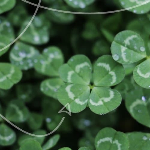 Clovers on the ground.