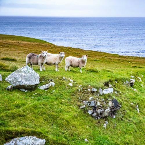 Shetland sheep on the Shetland islands