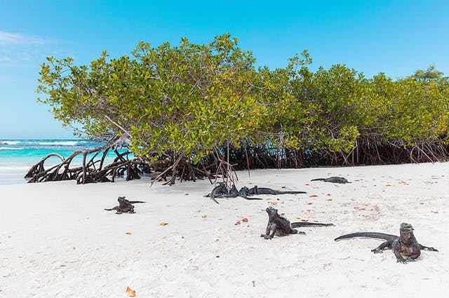 A beach with lizards in the Galapagos 