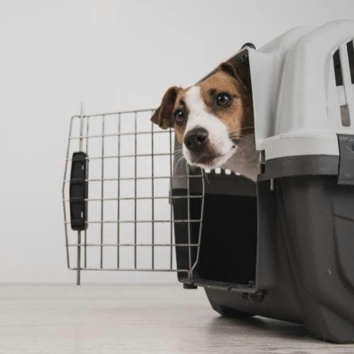 Small dog in a pet carrier