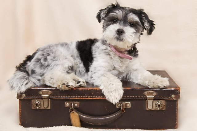 Dog on top of suitcase
