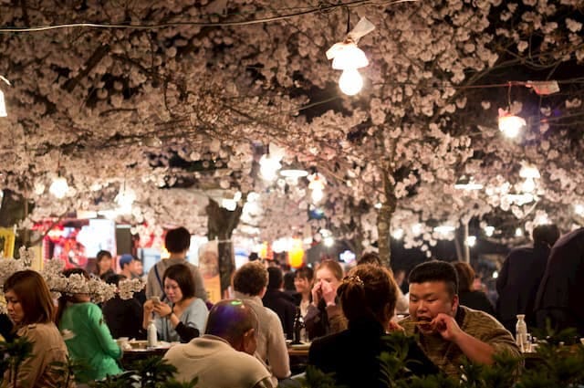 Diners sitting and eating under blossom trees at night. Located at Maruyama Park in Kyoto, Japan. 