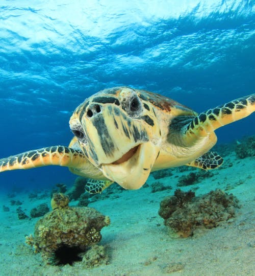 Turtle swimming in Vanuatu