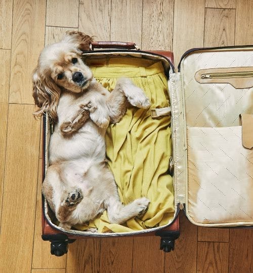 Puppy laying inside a suitcase