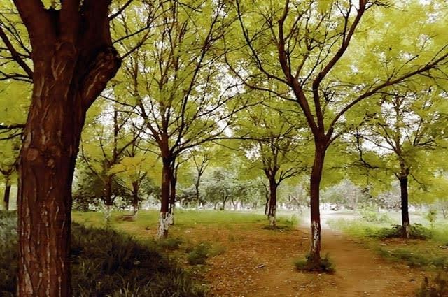 A green forest in Hebei