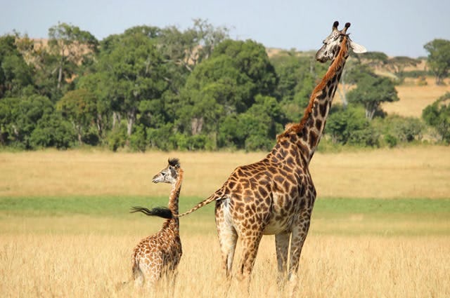 2 giraffes in kenya
