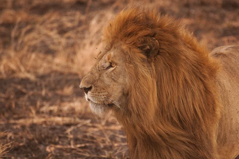 lion in the Serengeti