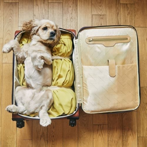 Small dog laying in a suitcase