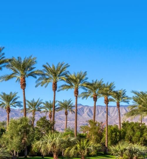 Palm trees in Coachella in California