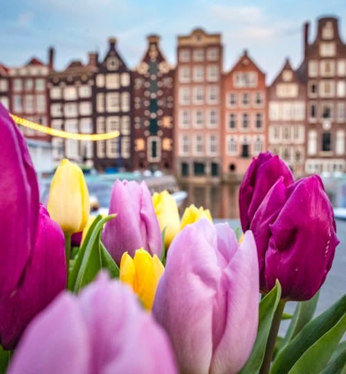 Pink, yellow and purple tulips in Amsterdam