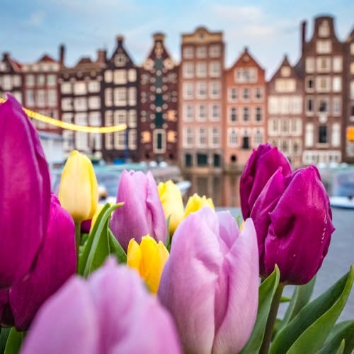Pink, yellow and purple tulips in Amsterdam