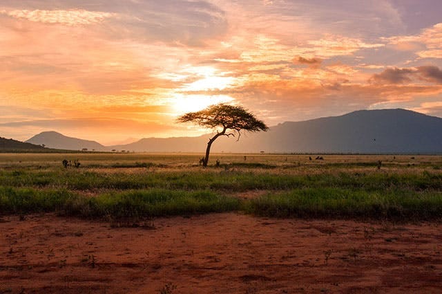 Picture of a tree in the plains of West Africa