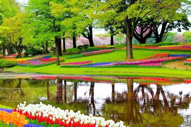 Colourful tulip park in Amsterdam