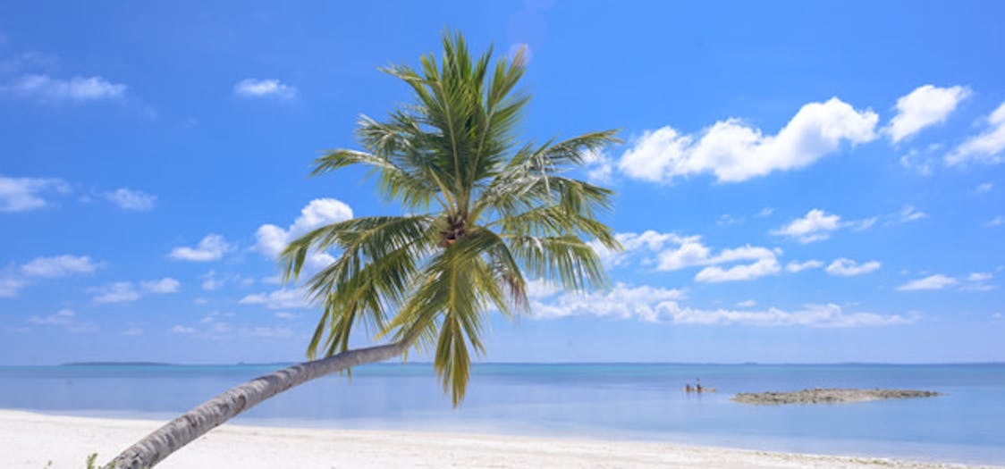 A palm tree leaning over the sandy beach 