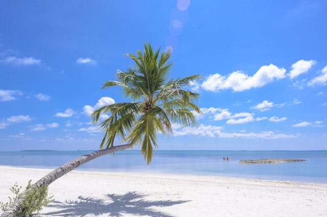 A palm tree leaning over the sandy beach 