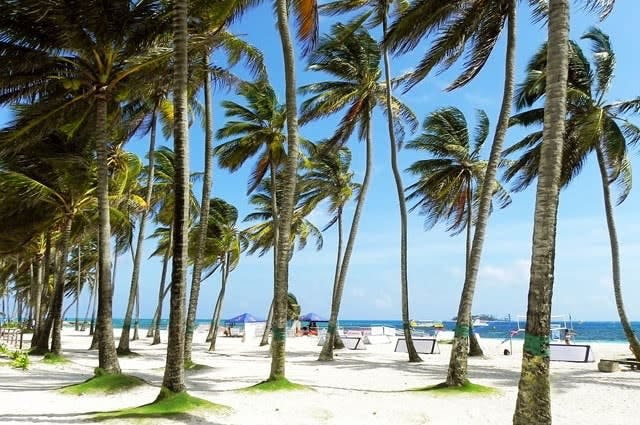 A tropical sandy beach in Colombia with palm trees