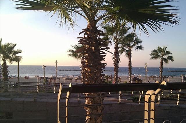 A view out to the Mediterranean sea from the Tel Aviv coastline lined with palm trees. 