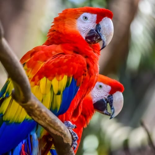 Image of Parrots - red, yellow and blue feathers