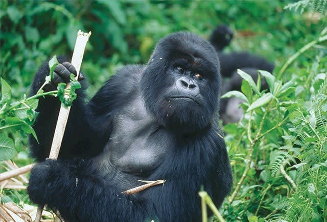 A gorilla sitting in shrubs eating vegetation 