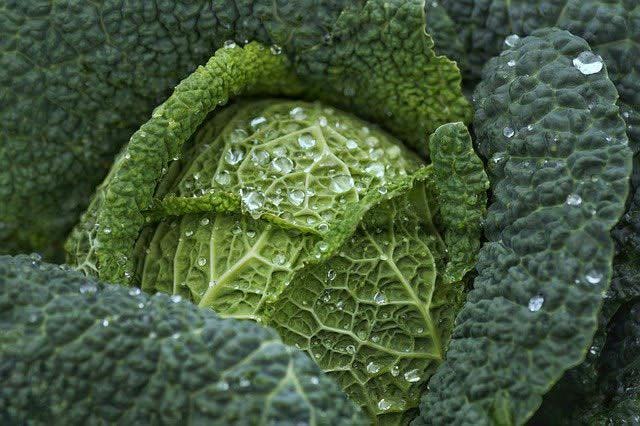 Fresh Green Kale