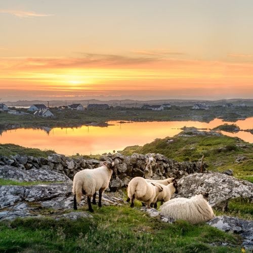Sheep at sunset in Ireland