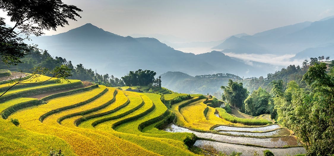 Picture of rice terrace farm in Southeast Asia