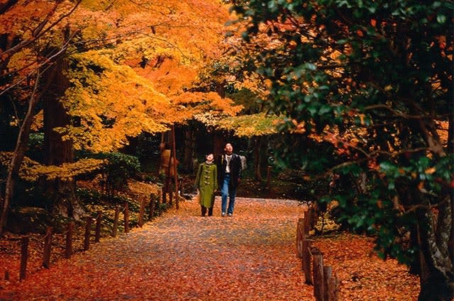 A couple walking through a pathway surrounded by red trees. Ryōanji Temple, Kyoto, Japan